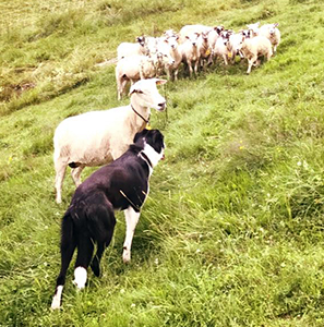 Lad facing an ewe, 2018